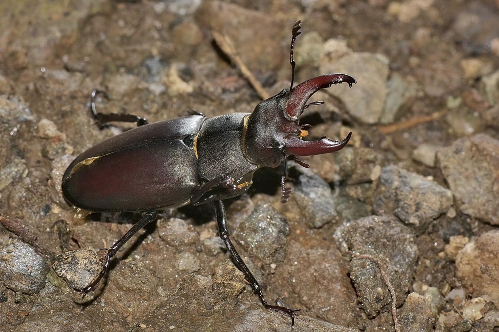 Lucanus cervus? La vendetta.